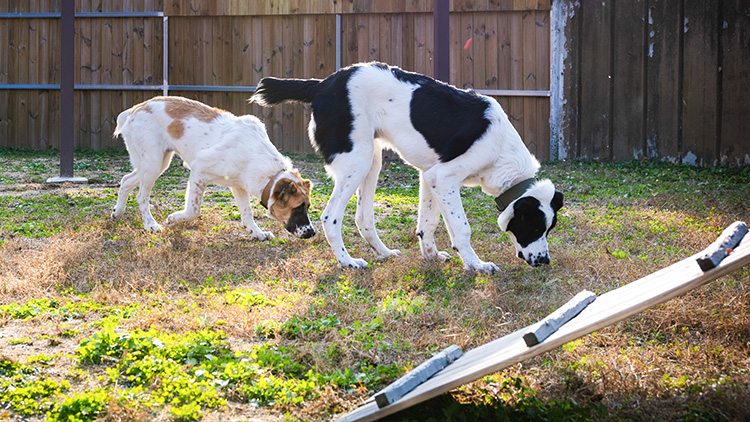 서울대공원 사육 공간의 해피와 조이. /대통령실 제공