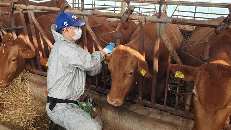 소 전염병인 럼피스킨 전국 확산세…경남에서도 발생