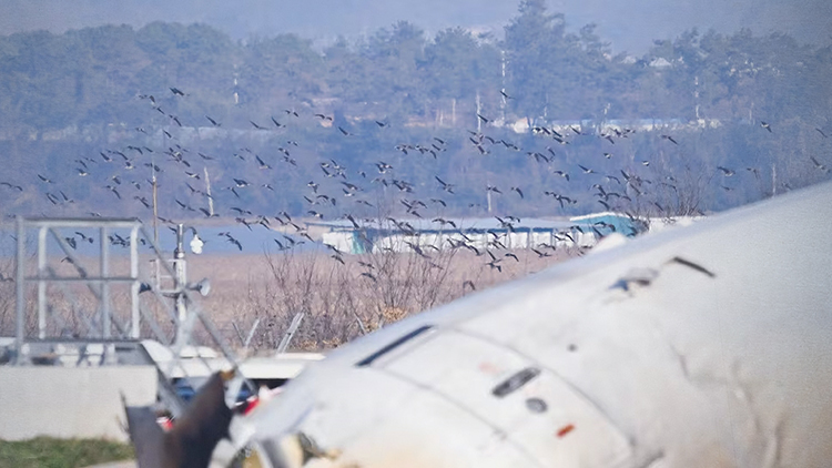 가창오리 수천 마리 공항 주변 날아…'입지 자체가 잘못'