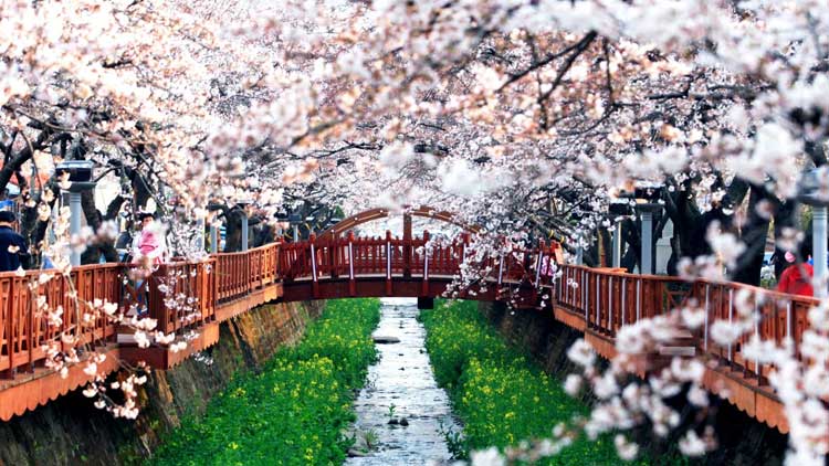 진해군항제의 명소 여좌천 /경상남도 제공