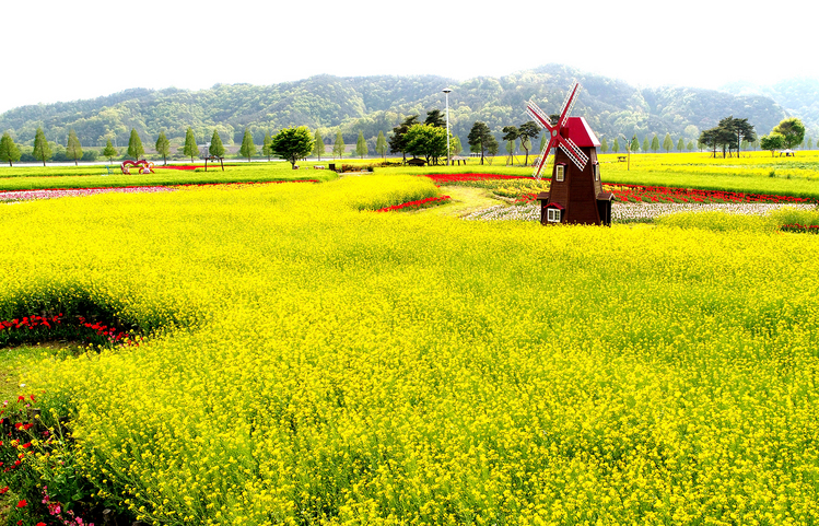 경남 창녕낙동강유채축제/창녕군 제공
