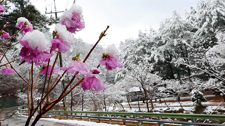 13일 강원 화천군 광덕산 인근에 핀 진달래 위로 눈이 쌓여 있다. /연합뉴스 