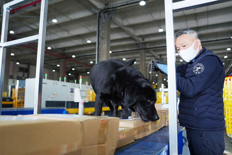 인천세관 특송물류센터에서 특송화물을 수색 중인 마약탐지견 `이프`