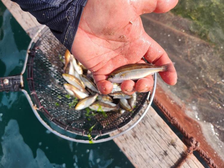경상남도 수산자원연구소 제공