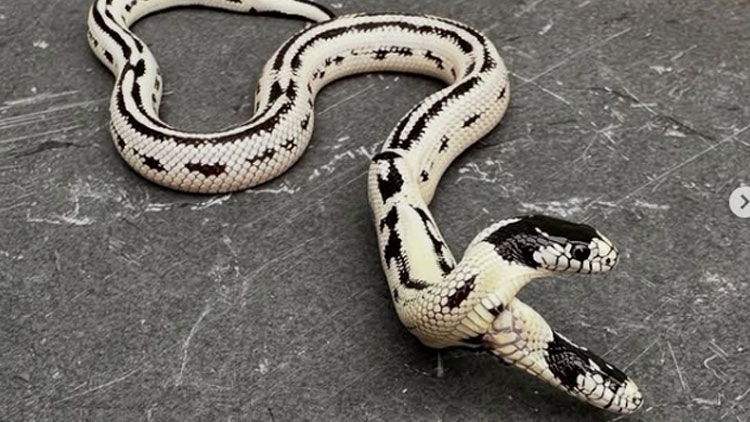 미국 캘리포니아주에서 머리가 두 개로 태어난 캘리포니아 왕뱀  /East Bay Vivarium 인스타그램 계정 캡처