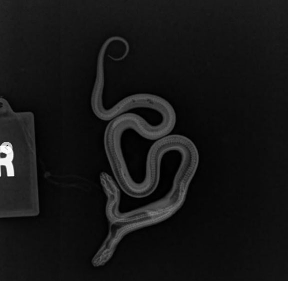 미국 캘리포니아주에서 머리가 두 개로 태어난 캘리포니아 왕뱀  /East Bay Vivarium 인스타그램 계정 캡처