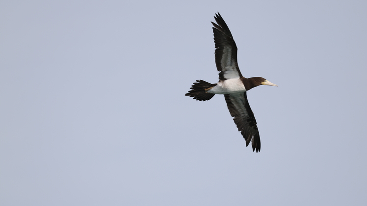 제주도 구좌읍 상공에서 발견된 갈색얼가니새/다큐제주 제공