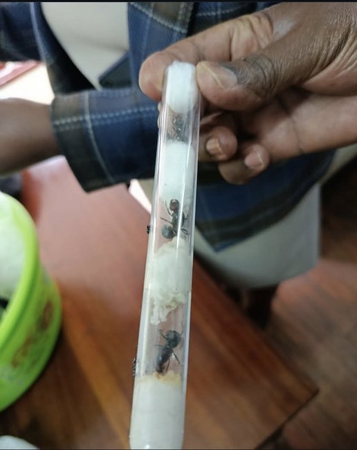 케냐서 밀반출하려다 적발된 개미 담은 시험관./엑스(X)