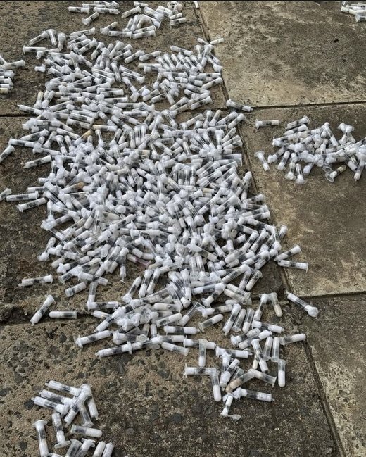 케냐서 밀반출하려다 적발된 개미 담은 시험관./엑스(X)