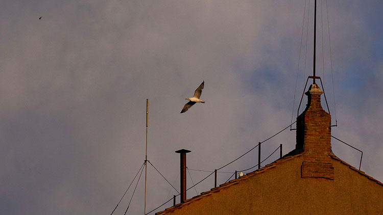 8일 바티칸에서 새 교황 선출을 위한 시스티나 성당 지붕 굴뚝의 모습. /로이터=연하뷴스
