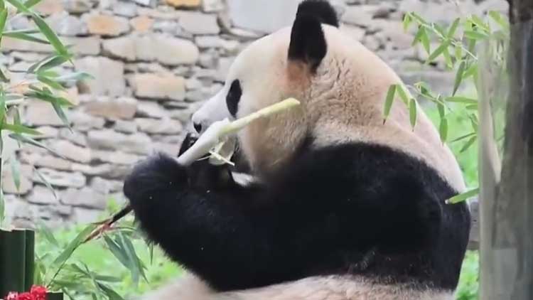 자이언트 판다 '푸바오' /TV조선 방송화면 캡처