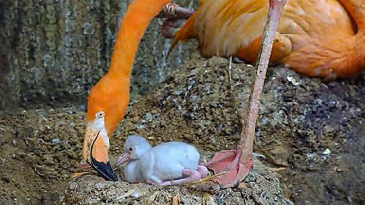 서울대공원에서 번식에 성공한 쿠바홍학 어미와 아기의 모습. /서울대공원 제공
