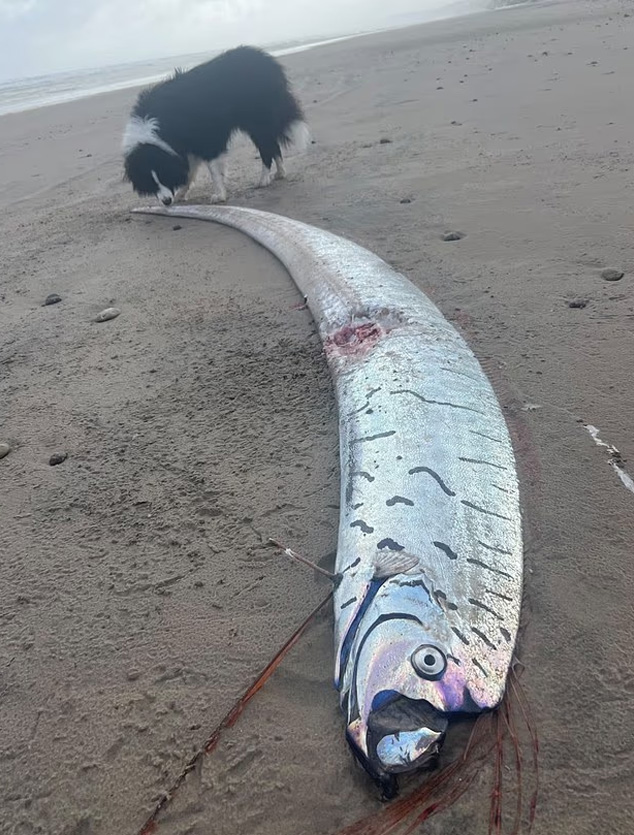 현지시간 2일, 호주 태즈메이니아 해변에서 발견된 길이 2.7m 대형 심해어 /데일리메일