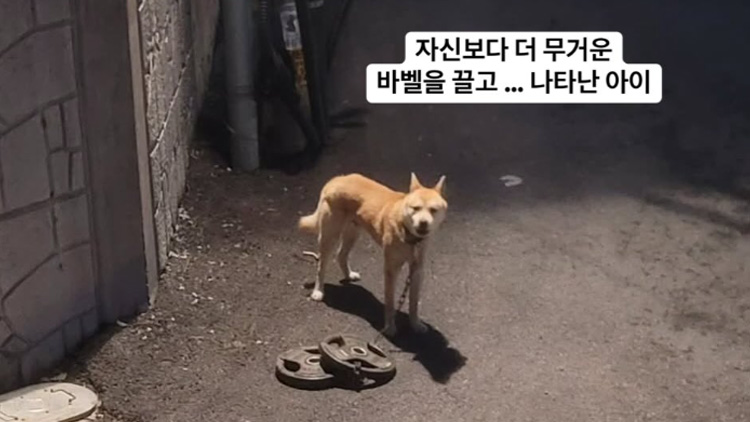 /너와함개냥 인스타그램 캡처