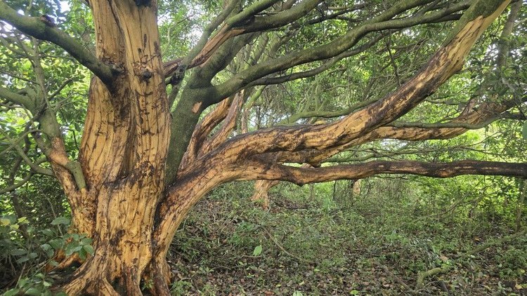 제공 제주자연의벗