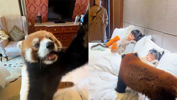 투숙객 방에 아침에 들어와서 '모닝콜' 서비스로 인사를 건네는 레서판다 서비스를 제공한 中 호텔 / 중국 SNS 더우인 mua64777 /1159676788 캡처