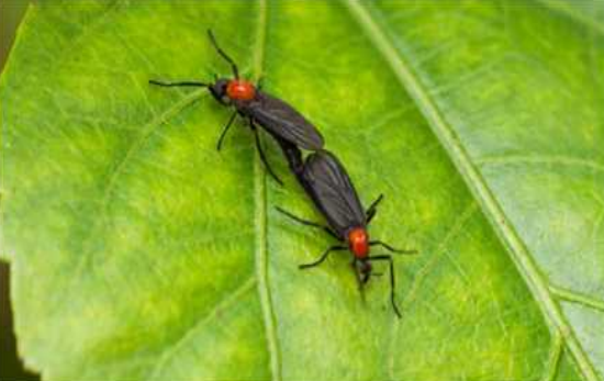 러브버그 (붉은등우단털파리)