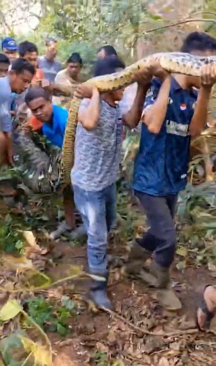 마을 주민들이 덤불 속에서 배가 불룩한 비단뱀을 꺼내고 있다./데일리메일