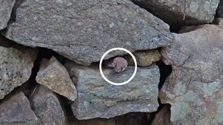 국립공원공단은 지난달 26일 지리산국립공원 야생생물 관측 중 돌 틈 사이로 얼굴을 내민 무산쇠족제비 성체를 촬영하는 데 성공했다고 10일 밝혔다. /국립공원공단 제공