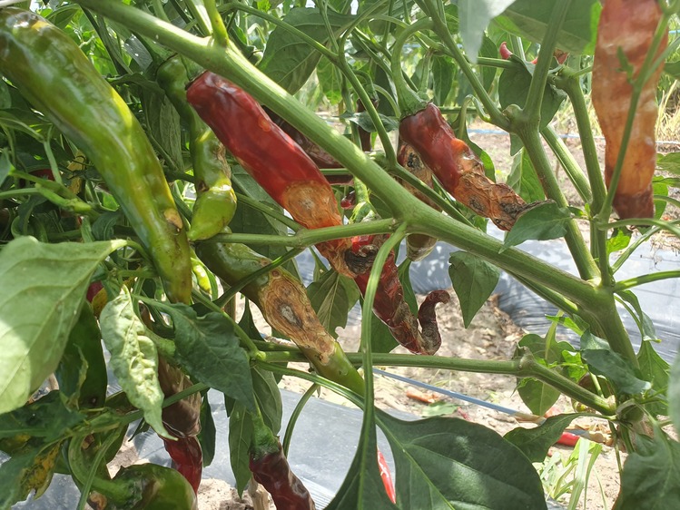 경상남도청 제공