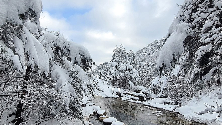 /겨울왕국 솔향수목원