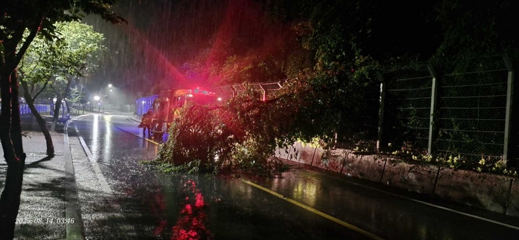 집중호우 나무 전도 피해