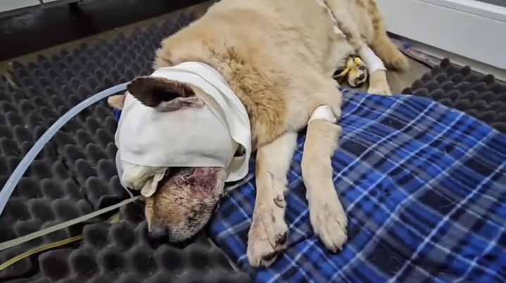 나주의 한 도로에서 발견된 상처입은 개. /A동물권단체 SNS