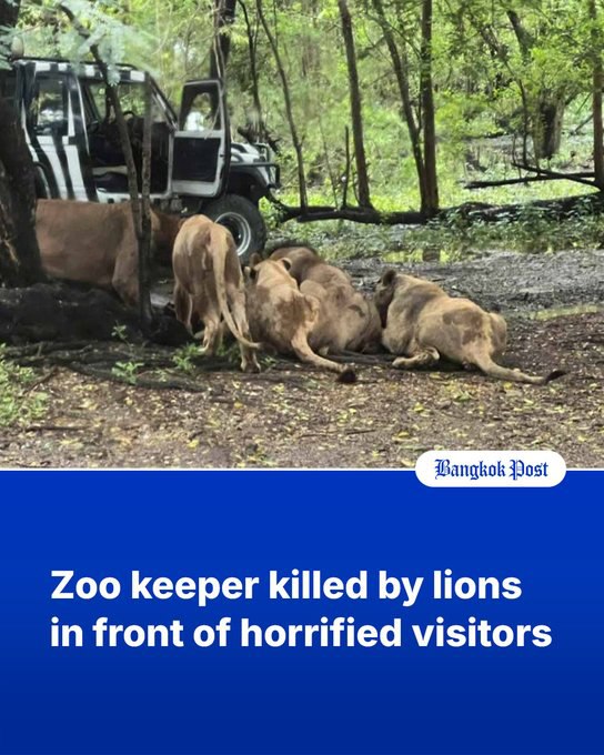 지난 10일 태국 방콕 사파리월드에서 사자 무리가 사육사를 공격하고 있다. /출처 : 방콕포스트