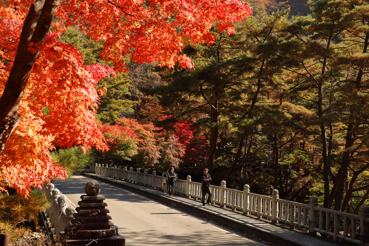 산청 대원사길 단풍 / 경남 산청군 제공