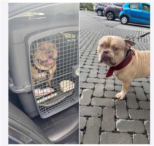 공항서 유기된 아메리칸불리./벨기에 동물보호소 SRPA 베웨이드 페이스북 계정