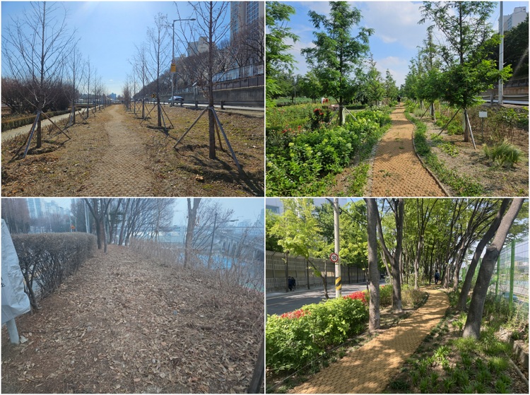 <서울 바람숲길（위）중랑천 （아래）우이천、（좌）조성 전 （우）조성 후 ／ 출처 ： 서울시＞