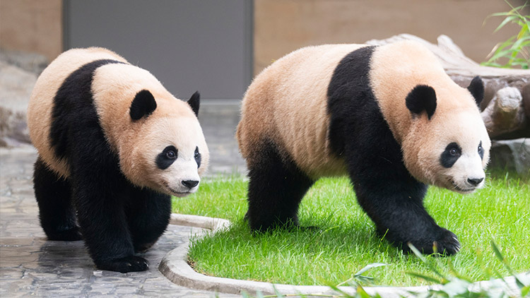 삼성물산 리조트부문 에버랜드가 추석 연휴가 시작하는 오는 10월 3일 루이바오와 후이바오가 지낼 '판다 세컨하우스'가 공개된다고 28일 밝혔다. 사진은 판다 세컨하우스에서 지내는 에버랜드 쌍둥이 판다 루이바오와 후이바오. /에버랜드 제공