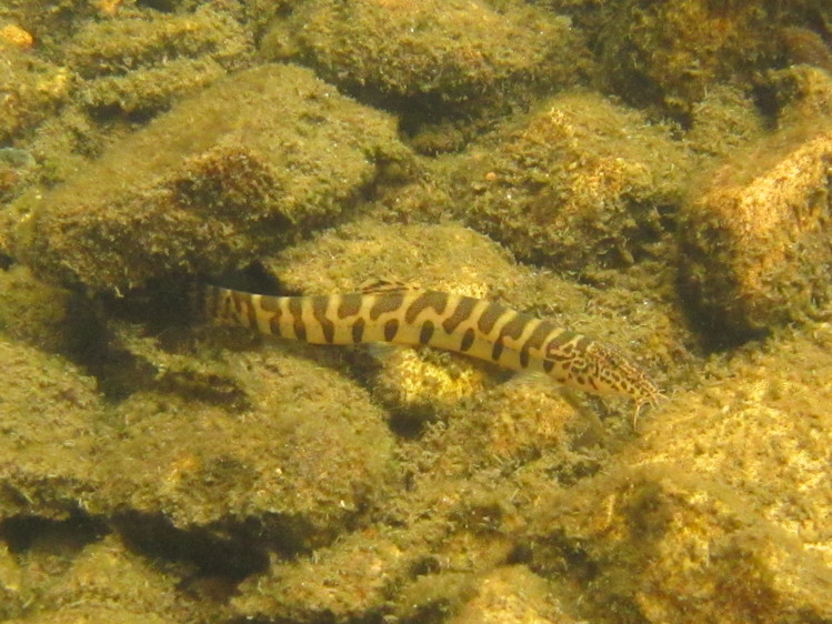 멸종위기 야생생물 2급 부안종개 / 제공 국립생물자원관