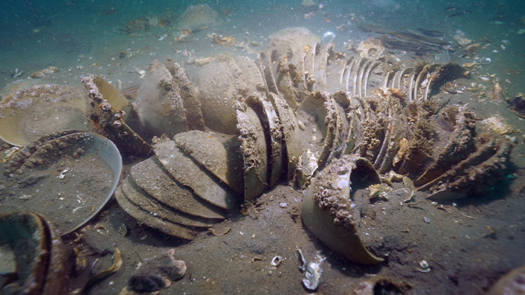 태안 마도서 난파선 흔적 또 발견…청자 다발 발견