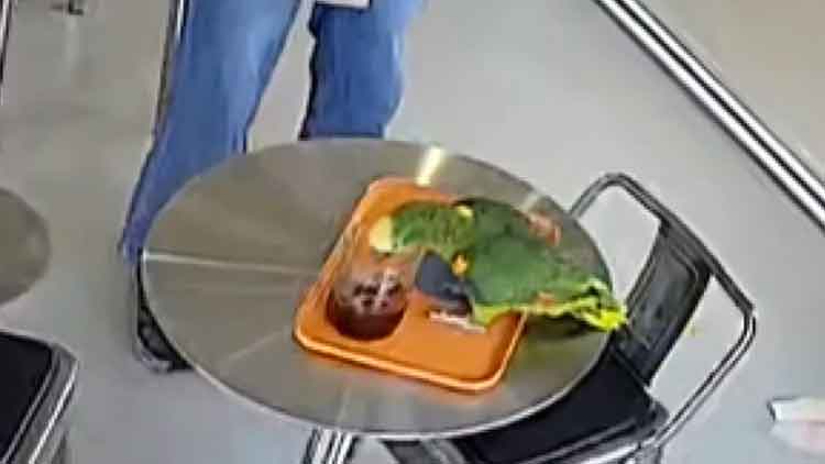 "커피 훔쳐 마셔요"…서울 카페에 날아든 멸종위기종 '아마존 앵무새'