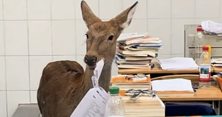 中 쓰촨성서 교실 들어온 사슴, 시험지 뜯어먹는 영상 화제