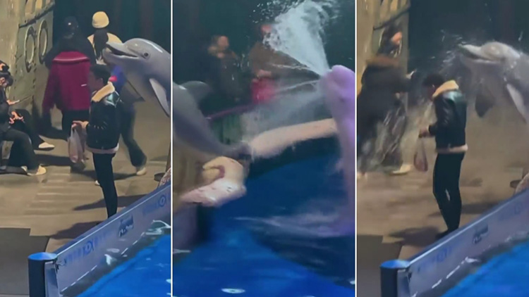 "여긴 금연구역이라고!"...中 수족관 벨루가, 담배를 피우던 남성에 '물... - 뉴스 썸네일 이미지