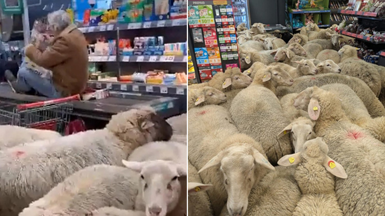 /출처: 인스타그램: @pennydeutschland