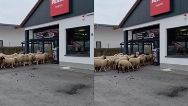 '마트 쇼핑' 나선 양떼?…독일서 20분간 마트 점령
