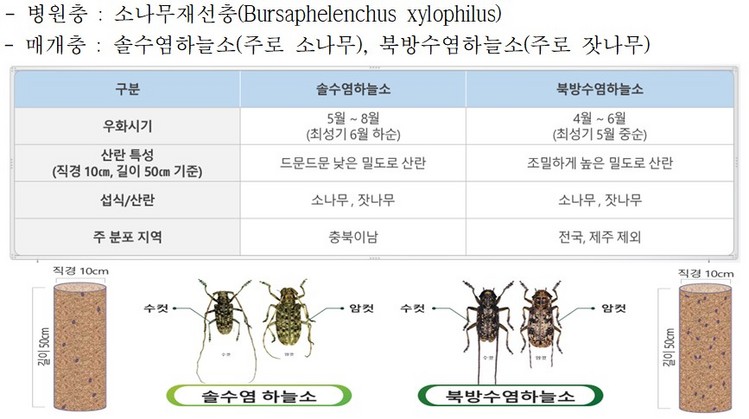 '걸리면 100% 고사' 소나무재선충병, 서울 구룡산서 발생 - 뉴스 썸네일 이미지