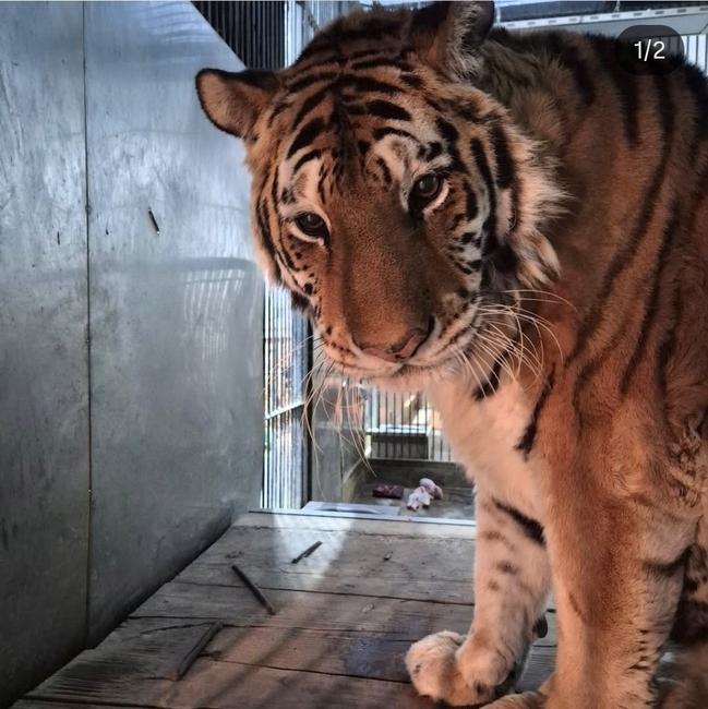 시베리아 호랑이 '이호'. /청주동물원SNS