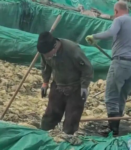 중국의 한 절임배추 공장에서 근로자가 절임배추 위에서 담배를 피우다 침을 뱉고 있다. /SNS