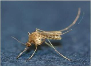 작은빨간집모기 암컷 성충 / 제공 : 질병관리청