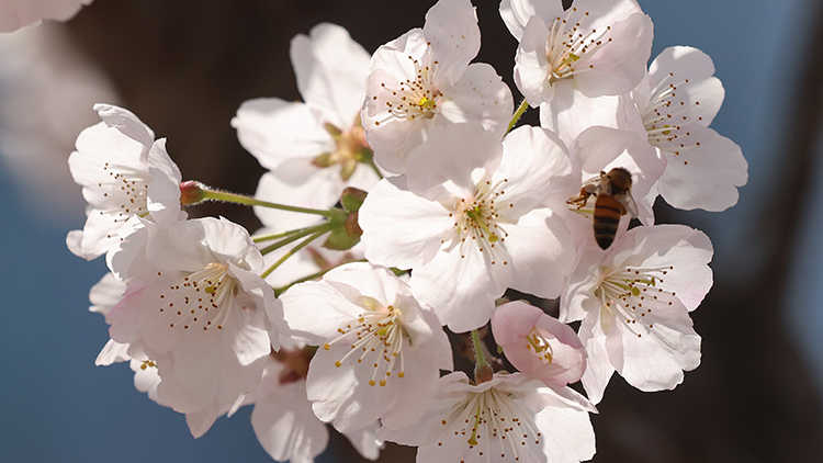 빨라진 벚꽃 소식…우리 동네 언제쯤?