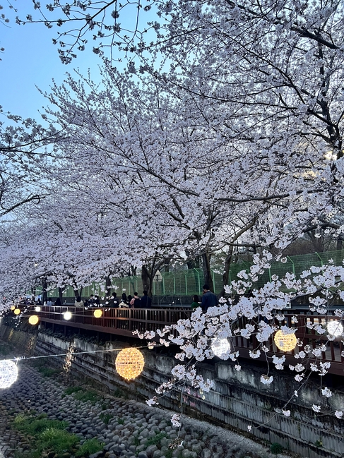 경남 진해 여좌천에 벚꽃이 만개했다. /창원시청 제공