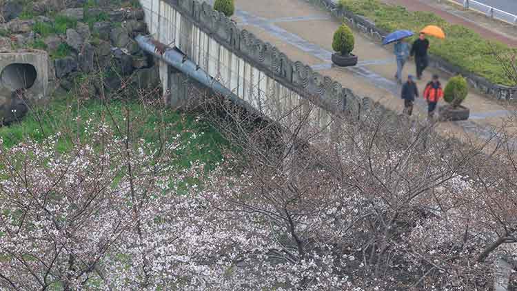 봄비가 내린 지난달 30일 오전 제주시 도남동 거리를 우산을 든 시민이 걷고 있다. /연합뉴스
