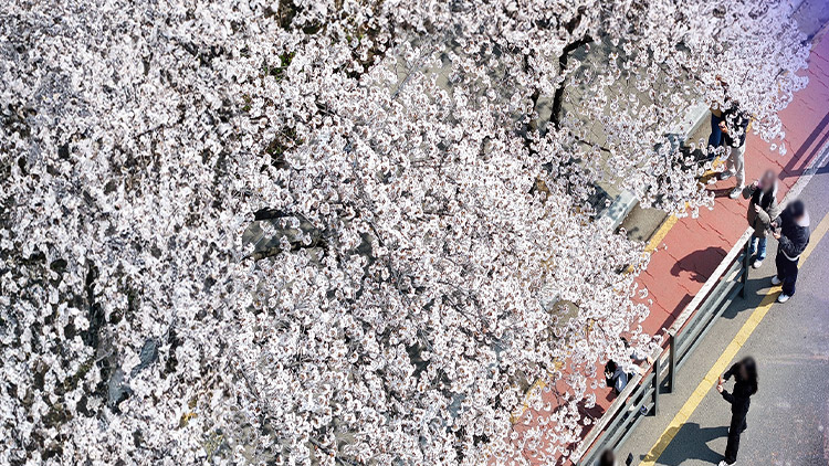 흐드러지게 핀 벚꽃…평년보다 10일 먼저 온 봄의 전령