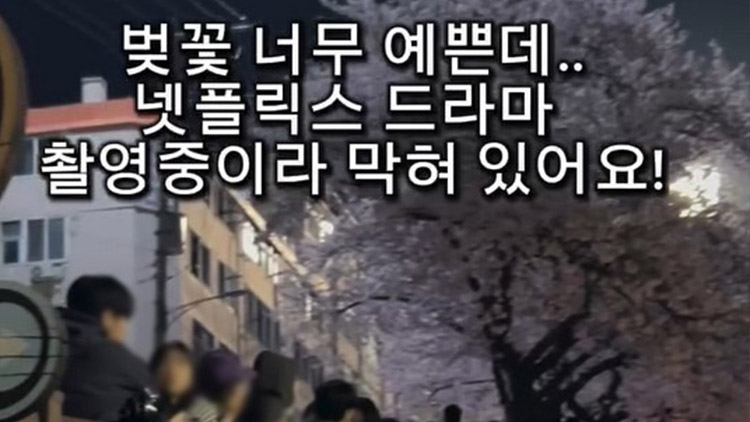 "벚꽃 너무 예쁜데"…이틀이나 길 막고 드라마 촬영