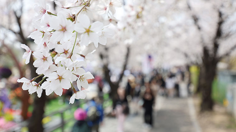 "꽃 보니 기분도 활짝"…여의도 봄꽃축제 상춘객 '북적'
