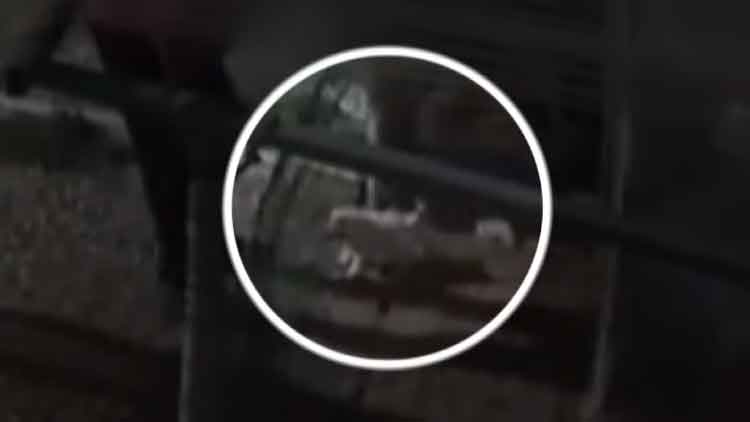 카페 마당 침입해 강아지들 내동댕이…잡고보니 이웃 주민